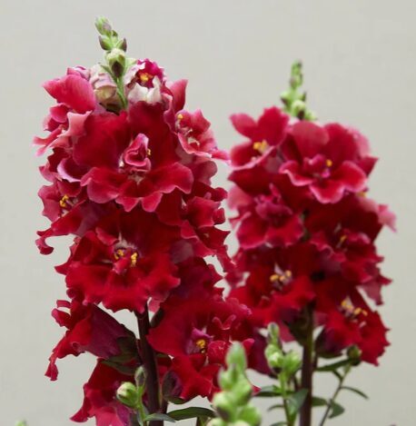 Lauvmutīte 'Doubleshot Crimson'